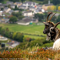 Buy canvas prints of Welsh mountain goats. by John Henderson