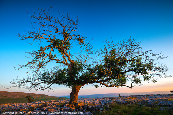 Yorkshire lone tree Picture Board by John Henderson