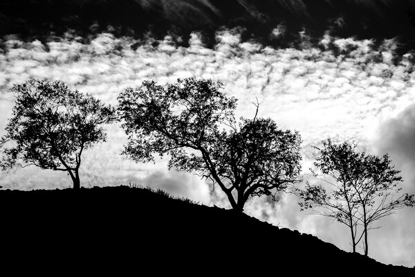 Tree silhouette black and white. Picture Board by John Henderson