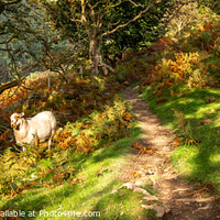 Buy canvas prints of Welsh sheep panorama by John Henderson
