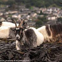 Buy canvas prints of Welsh mountain goats. by John Henderson