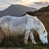 Buy canvas prints of Welsh mountain Pony by John Henderson