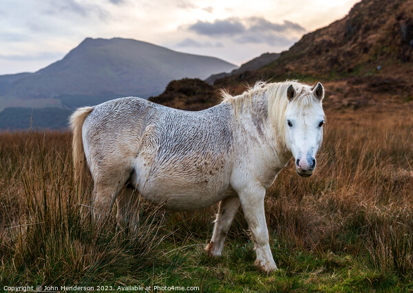 Welsh mountain Ponies Picture Board by John Henderson