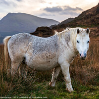 Buy canvas prints of Welsh mountain Ponies by John Henderson