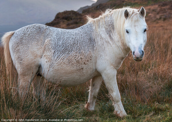 Welsh mountain Pony Picture Board by John Henderson