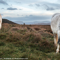 Buy canvas prints of Welsh mountain Ponies by John Henderson
