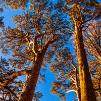 Buy canvas prints of Sun lit Scots pine. Derwentwater by John Henderson