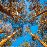 Buy canvas prints of Scots Pine Canopy . by John Henderson