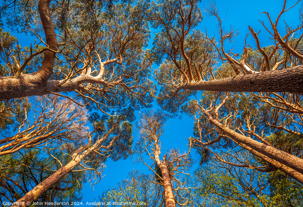 Scots Pine Canopy . Picture Board by John Henderson