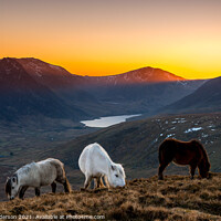 Buy canvas prints of Snowdonia ponies by John Henderson