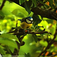 Buy canvas prints of Cheeky Bluetit by mark craven