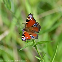 Buy canvas prints of Peacock butterfly by mark craven