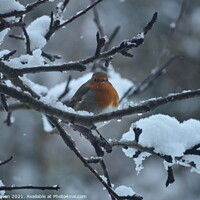 Buy canvas prints of Winter Robin by mark craven
