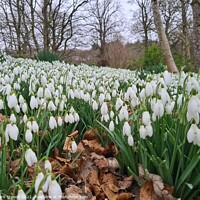 Buy canvas prints of Snowdrops by mark craven