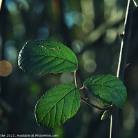 Buy canvas prints of Plant leaves by Molly Butler