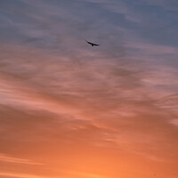 Buy canvas prints of Bird enjoying the sunrise by Molly Butler