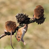 Buy canvas prints of Harvest Mice Hanging Around by Laura Haley