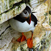 Buy canvas prints of Puffin Bempton Cliffs by Laura Haley