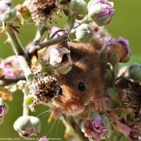 Buy canvas prints of Harvest Mouse -  I Can See You by Laura Haley