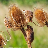 Buy canvas prints of Harvest Mice  by Laura Haley