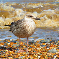 Buy canvas prints of Young Gull by the Sea by Laura Haley