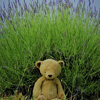 Buy canvas prints of Lavender Teddy by Laura Haley