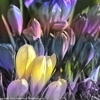 Buy canvas prints of Crocuses Mixed Pastels by Laura Haley