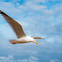 Buy canvas prints of Rise of the Gull by Trevor Oliver
