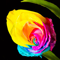Buy canvas prints of Rainbow Rose by Trevor Oliver