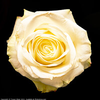 Buy canvas prints of The White Rose by Trevor Oliver