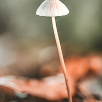 Buy canvas prints of Lonely mushroom by Keith McManus