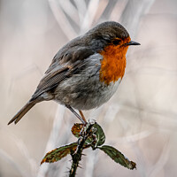 Buy canvas prints of Frosty Robin by Keith McManus