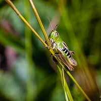 Buy canvas prints of GRASSHOPPER by Keith McManus
