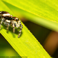 Buy canvas prints of Zebra jumping spider (Salticus scenicus) by Keith McManus