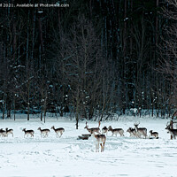 Buy canvas prints of A flock of deer by Gail Vasil
