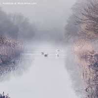Buy canvas prints of Swans in the mist  by Gail Vasil