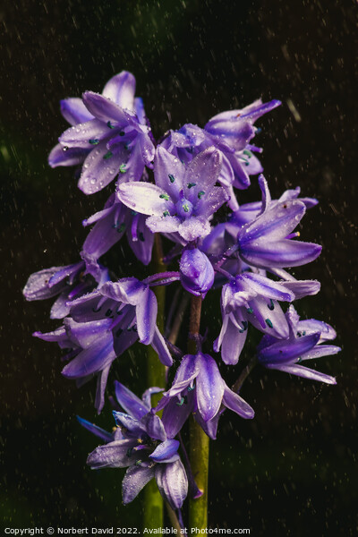 Enchanted Rain-Kissed Bluebell Picture Board by Norbert David