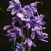 Buy canvas prints of Enchanted Rain-Kissed Bluebell by Norbert David