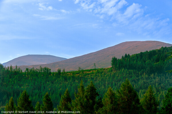 Enthralling Peaks: Tollymore Forest Vista Picture Board by Norbert David