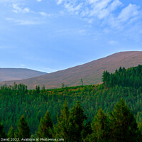 Buy canvas prints of Enthralling Peaks: Tollymore Forest Vista by Norbert David