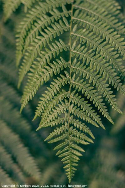 Close-Encounter with Verdant Fern Picture Board by Norbert David