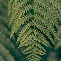 Buy canvas prints of Close-Encounter with Verdant Fern by Norbert David
