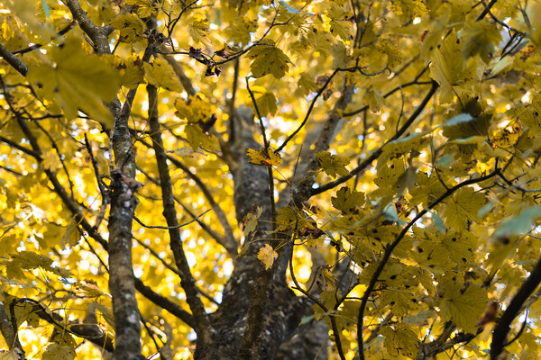 Autumn leaves on a tree  Picture Board by Norbert David