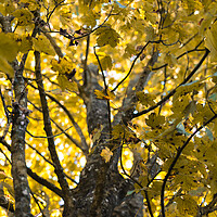 Buy canvas prints of Autumn leaves on a tree  by Norbert David