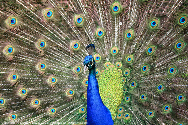 Peacock Picture Board by Norbert David