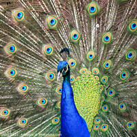 Buy canvas prints of Peacock by Norbert David