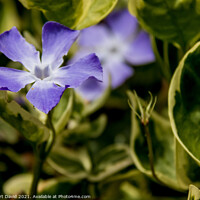 Buy canvas prints of Periwinkle by Norbert David
