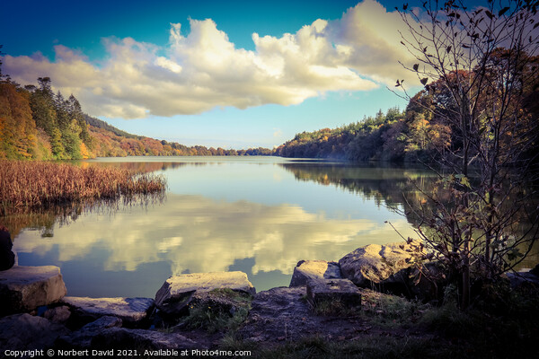 Serene Irish Forest Lake Picture Board by Norbert David