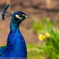 Buy canvas prints of Radiant Peacock in London's Oasis by Norbert David