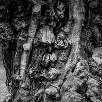 Buy canvas prints of Spooky tree trunk by Jules D Truman